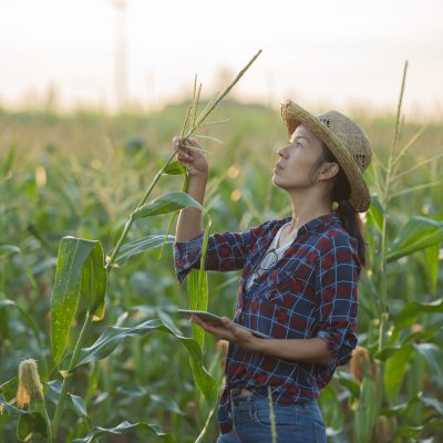 asian woman farmer with digital tablet in corn field, Beautiful morning sunrise over the corn field. green corn field in agricultural garden and light shines sunset in the evening Mountain background